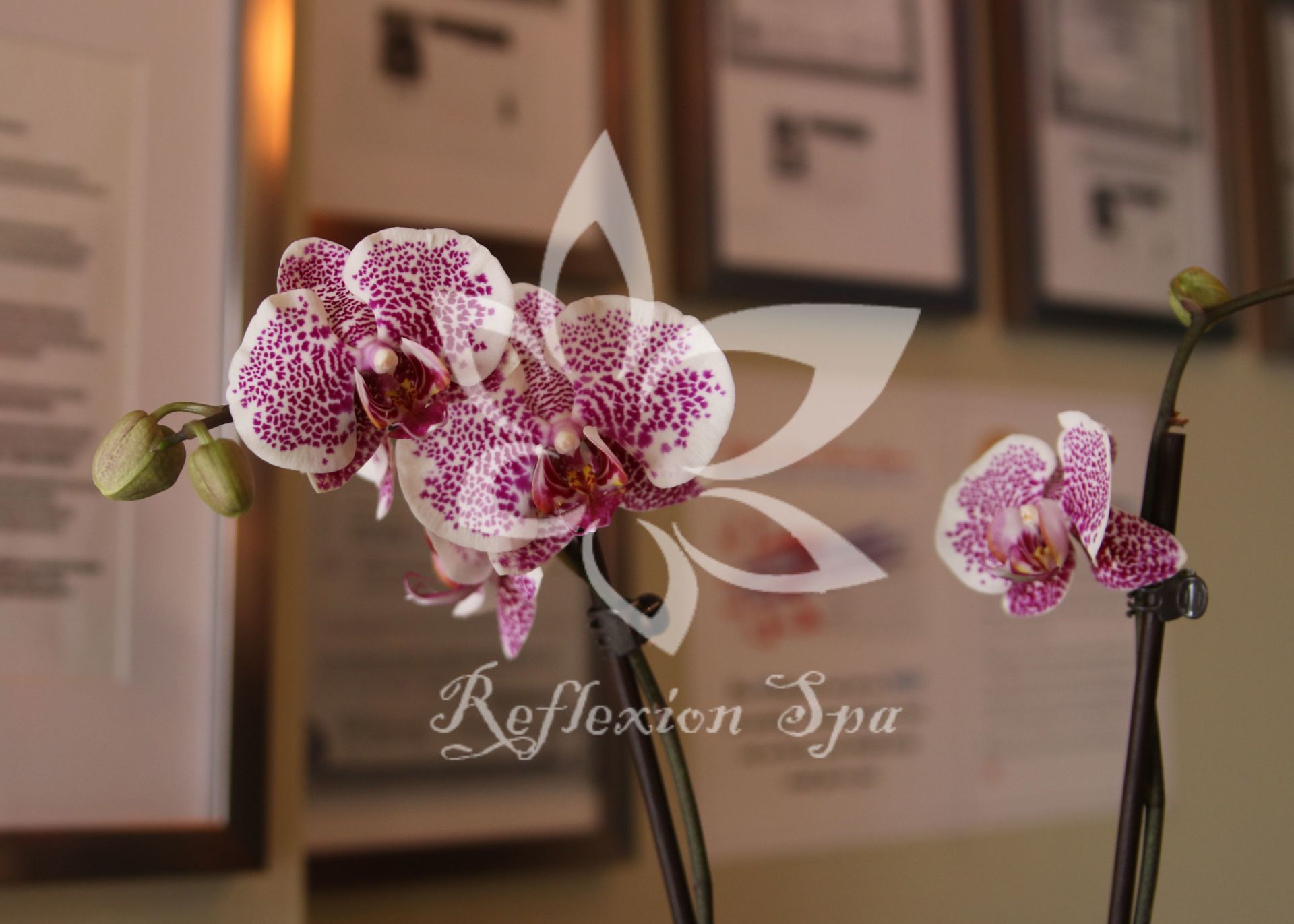A close up of a pink and white orchid in a spa