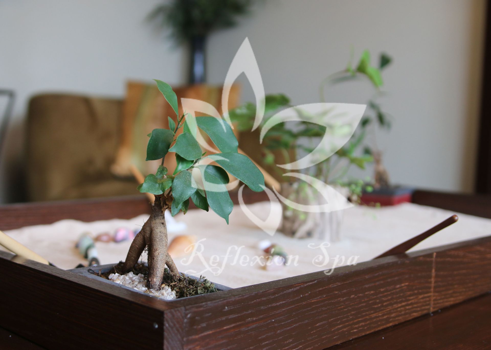 A small tree is in a wooden tray with reflection spa written on it