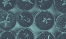 Overhead view of small plants growing in individual pots, teal-tinted.
