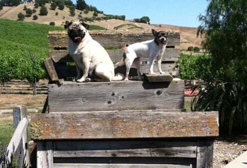 Two Pug Dogs