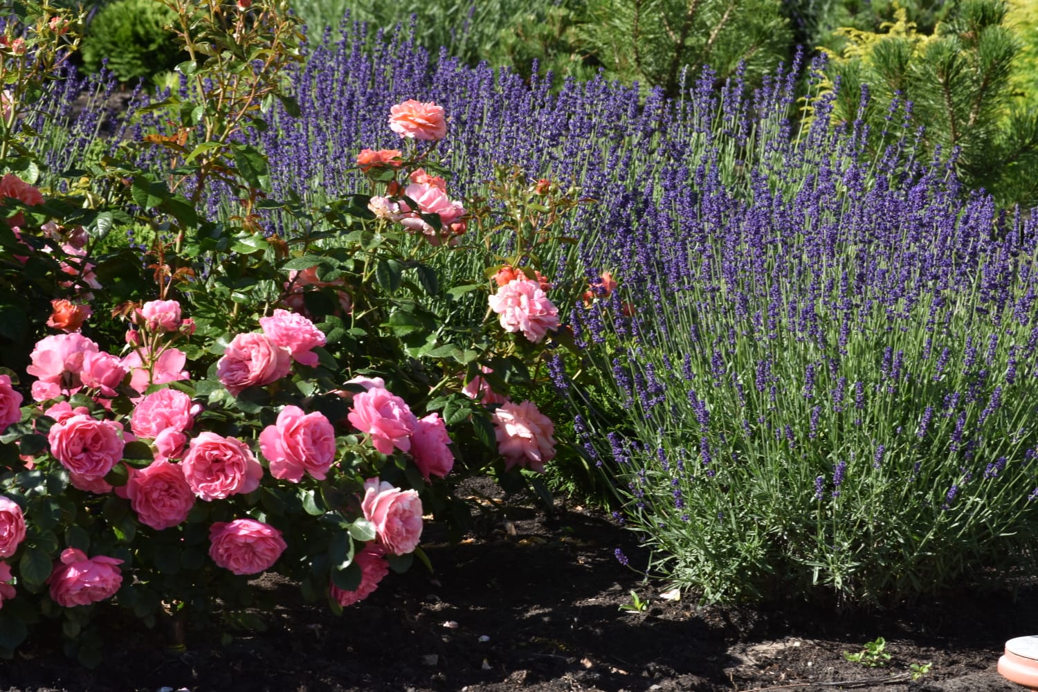 Kafejnīca, gaļas veikals un viesu nams “Dārzā”  Ventspilī.