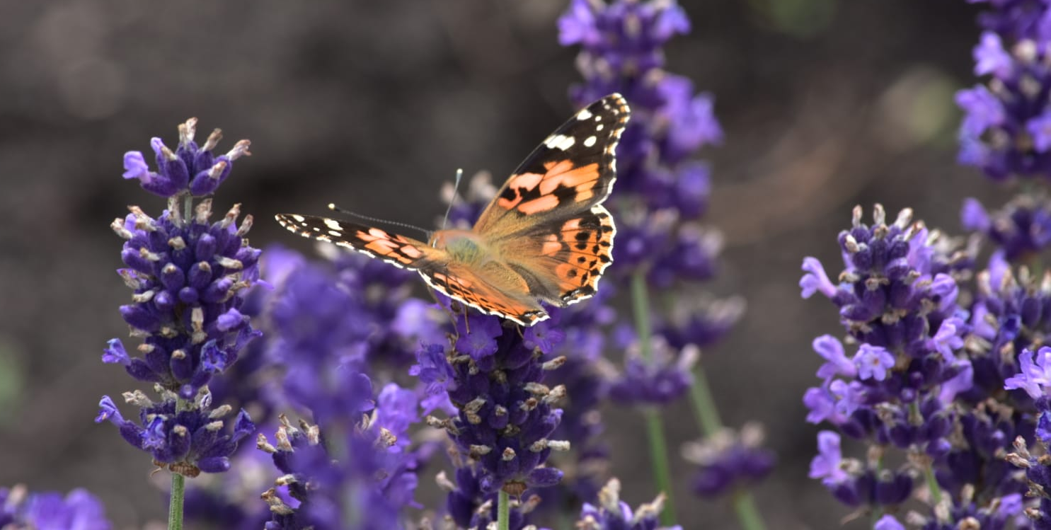 Kafejnīca, gaļas veikals un viesu nams “Dārzā”  Ventspilī.