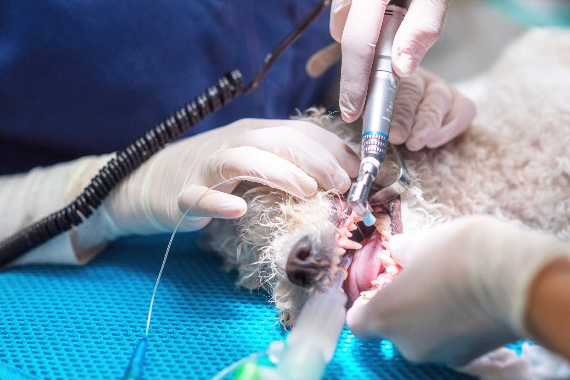 Tooth Extraction — Spokane, WA — Hunter Veterinary Clinic