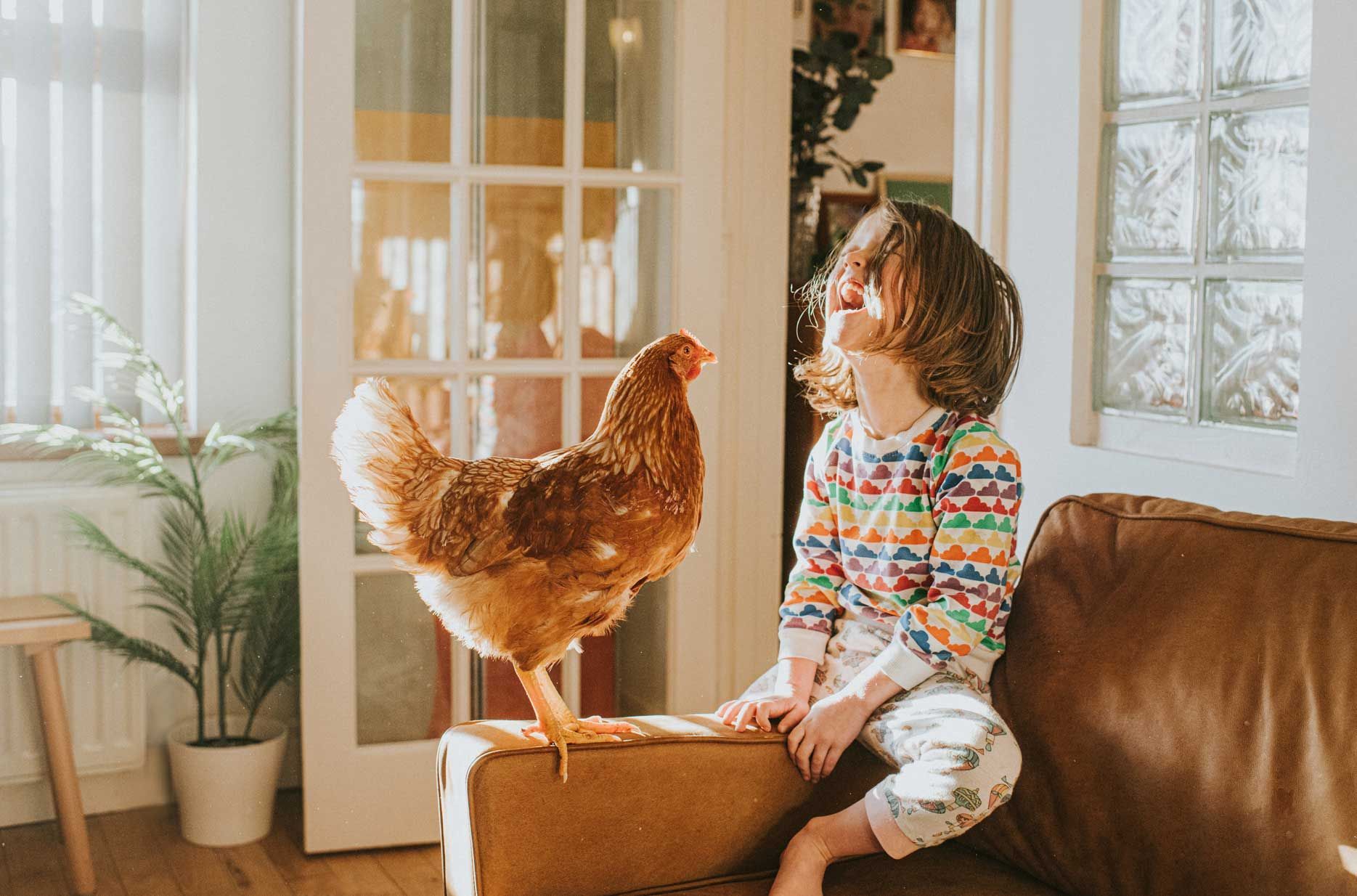 Chicken — Spokane, WA — Hunter Veterinary Clinic