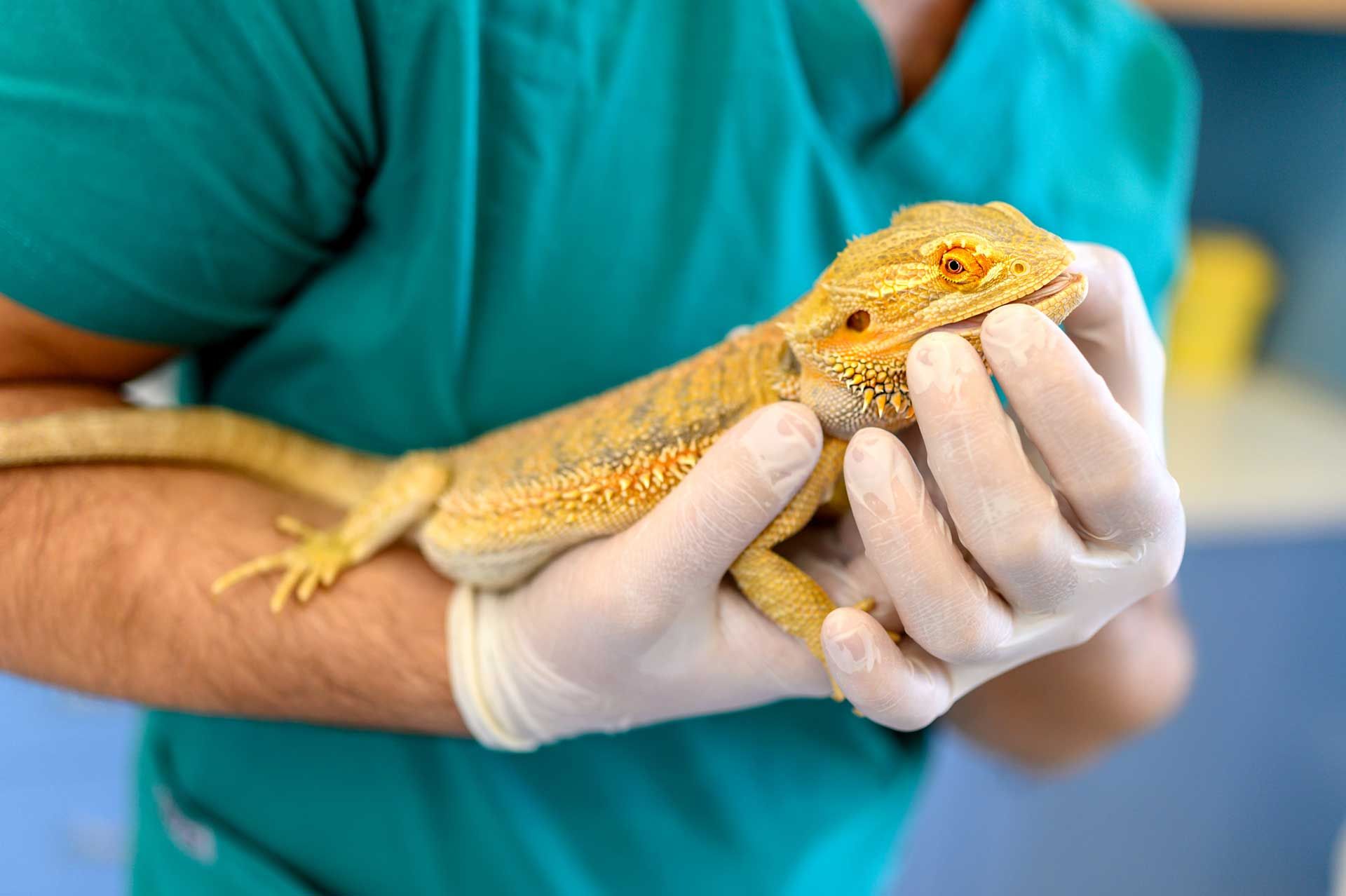 Exotic Pet Care — Spokane, WA — Hunter Veterinary Clinic