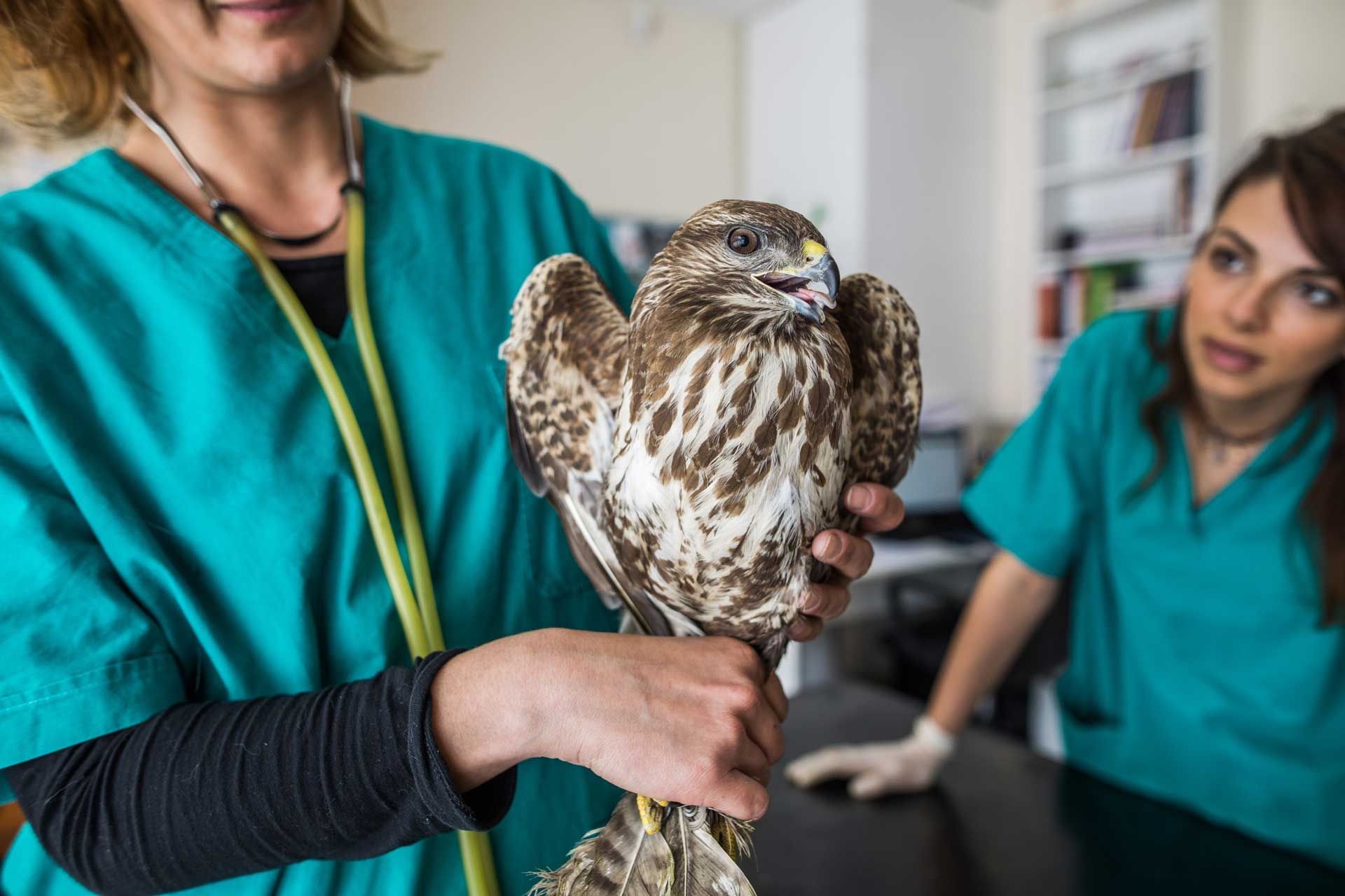Raptor Rehabilitation — Spokane, WA — Hunter Veterinary Clinic
