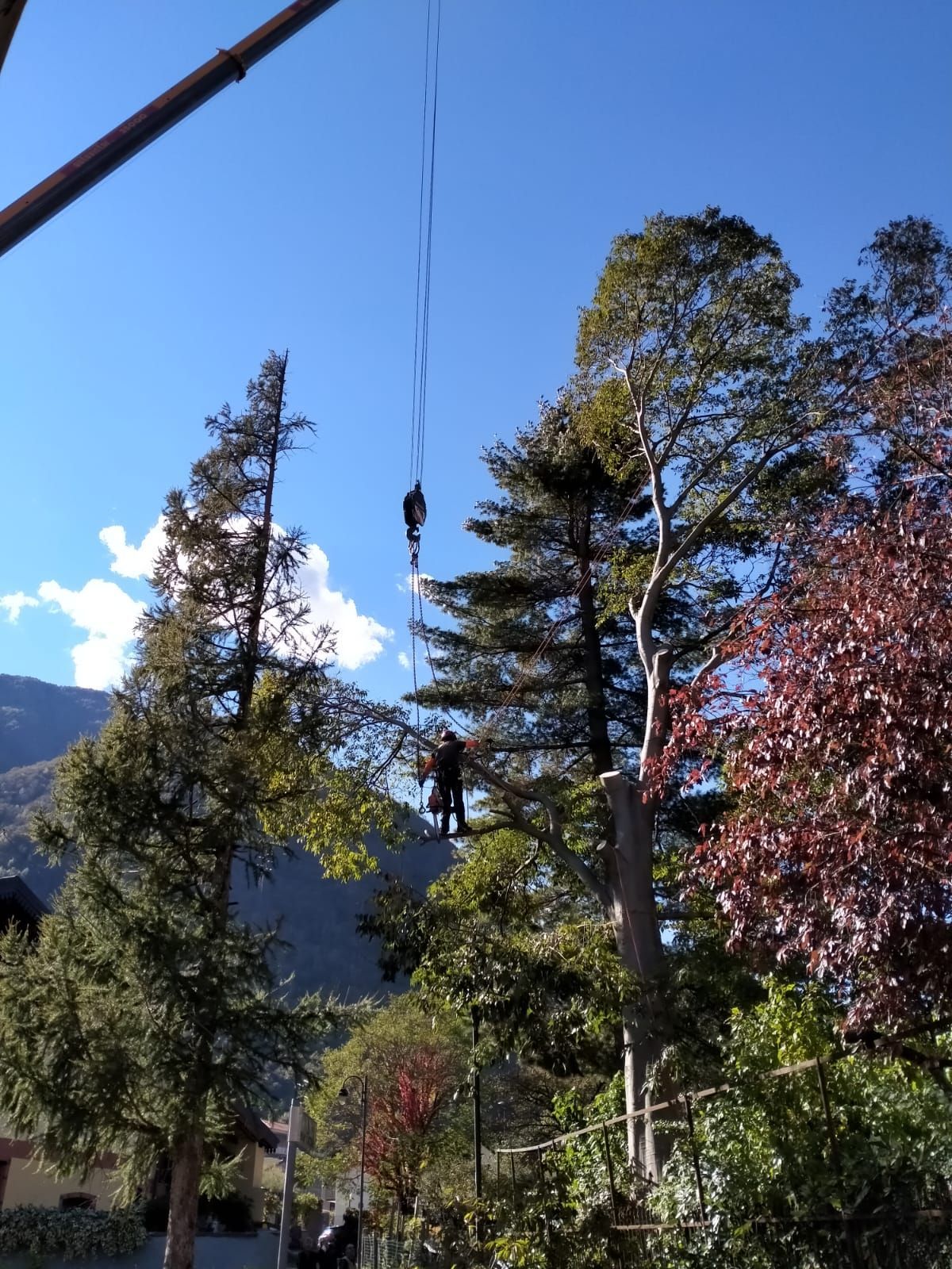 smaltimento alberi alto fusto