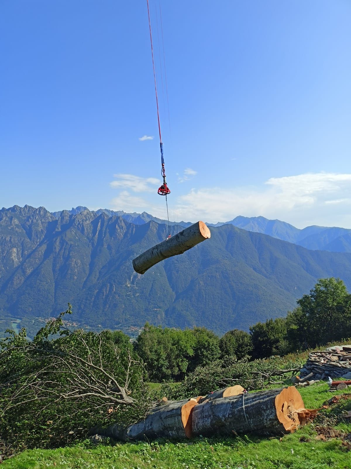 trasporto albero potato