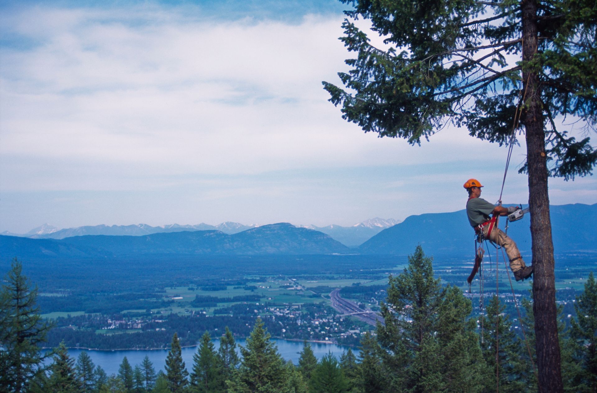potature alberi alto fusto