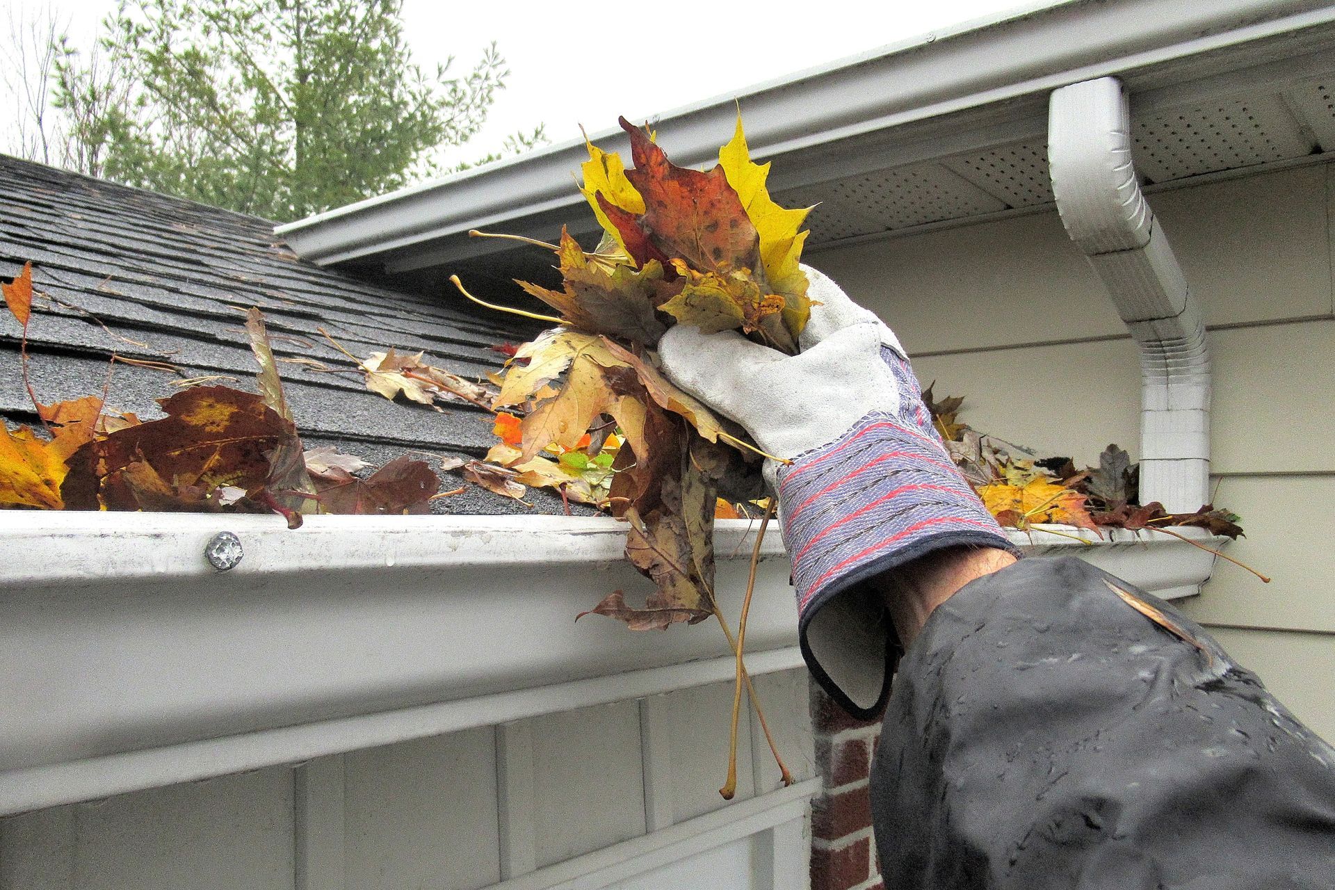 A person is holding a bunch of leaves in a gutter