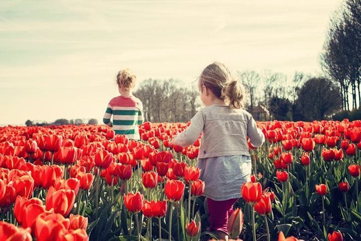 Two children running through a field of red tulips on a sunny day.