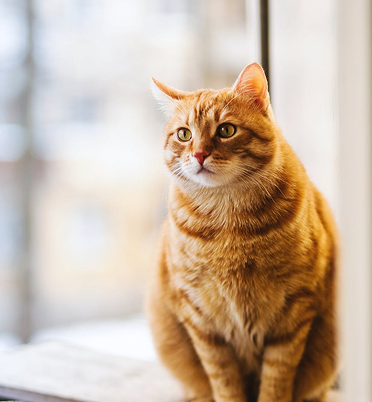 Orange cat near a window.
