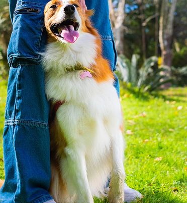 Dog with its owner in a grass field.