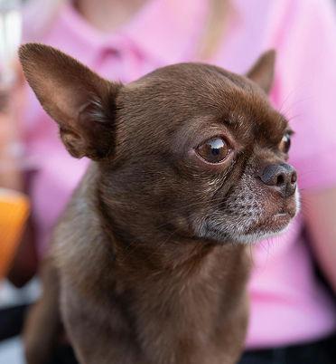 Brown dog in front of person with a pink shirt.