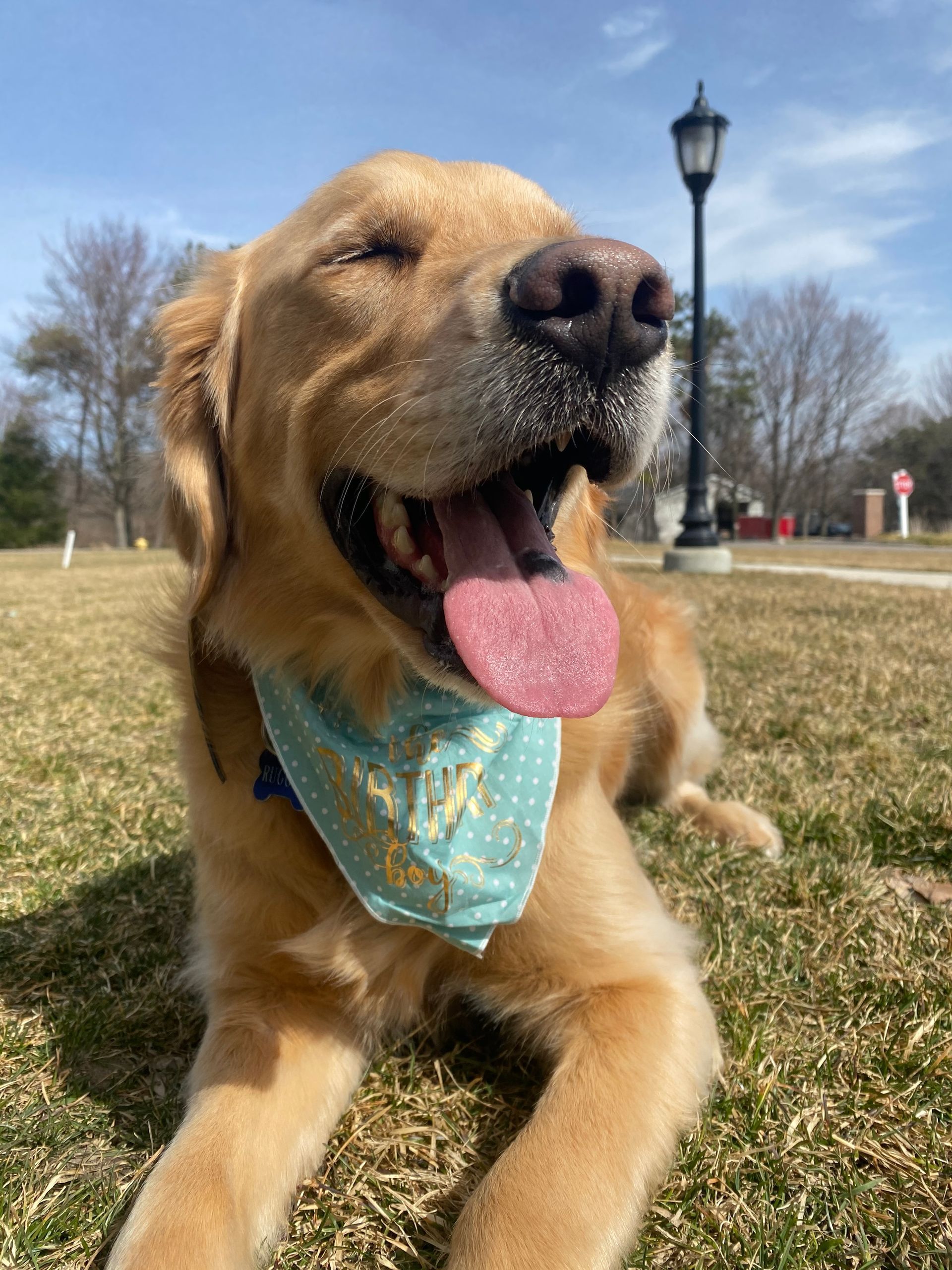 Dog wearing a green bandana.