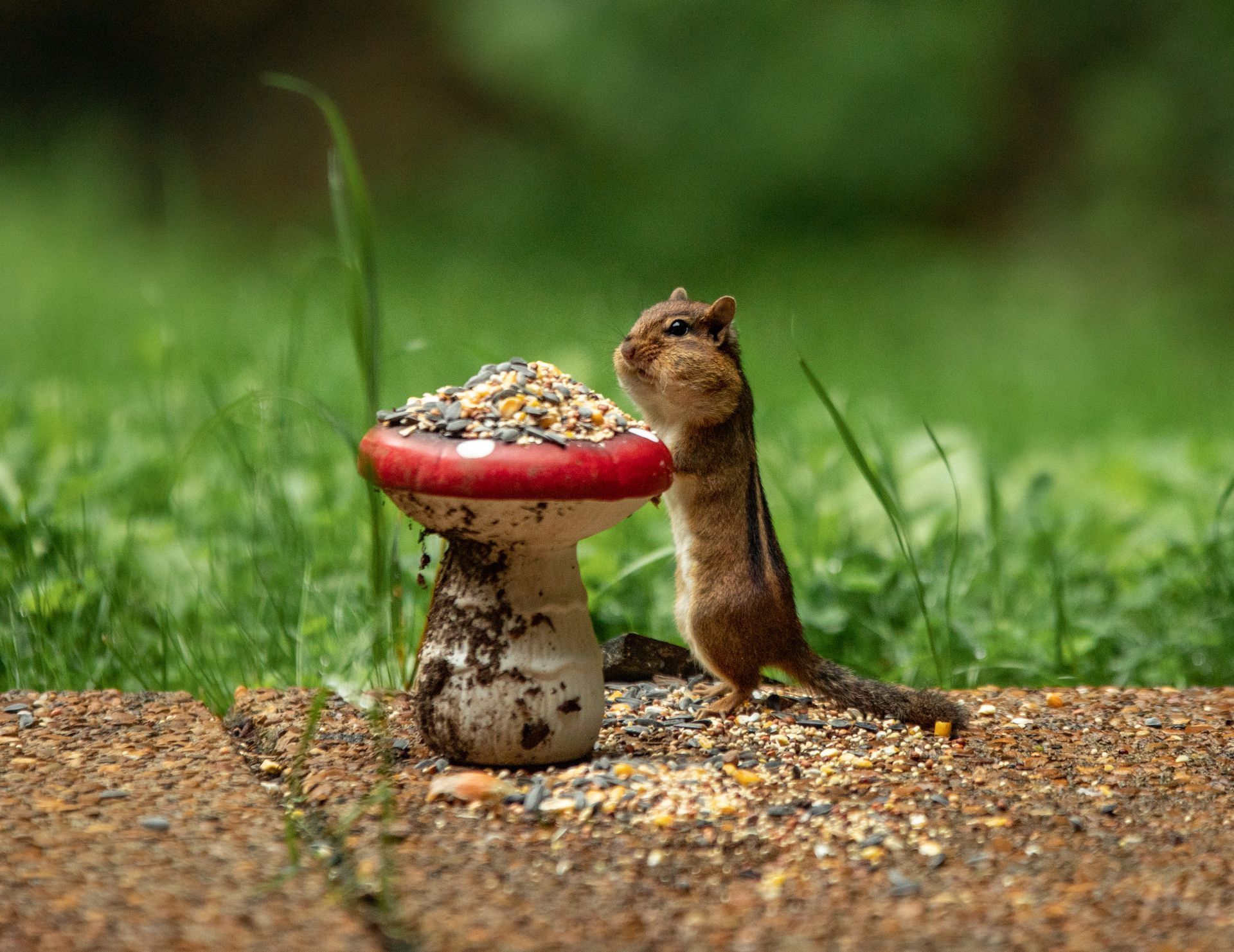 Chipmunk standing by a mushroom-shaped bird feeder overflowing with seeds; green grass background.