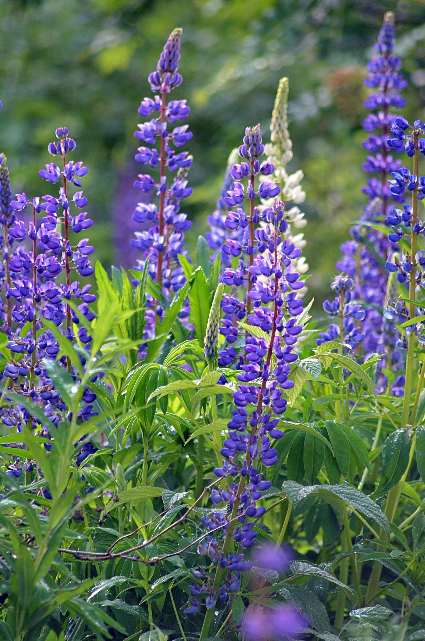Vibrant red, orange, and yellow autumn leaves.