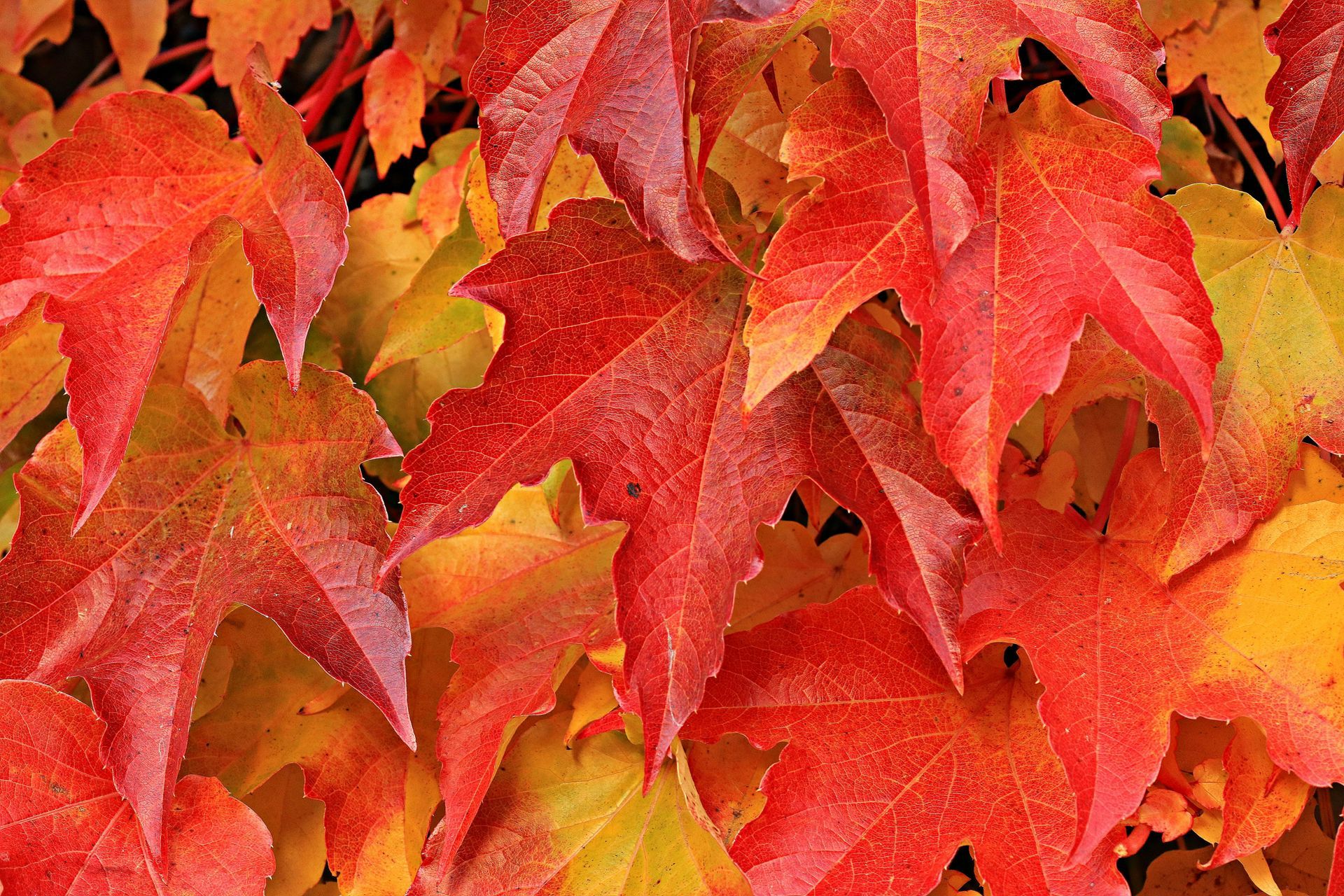 Vibrant red, orange, and yellow autumn leaves.
