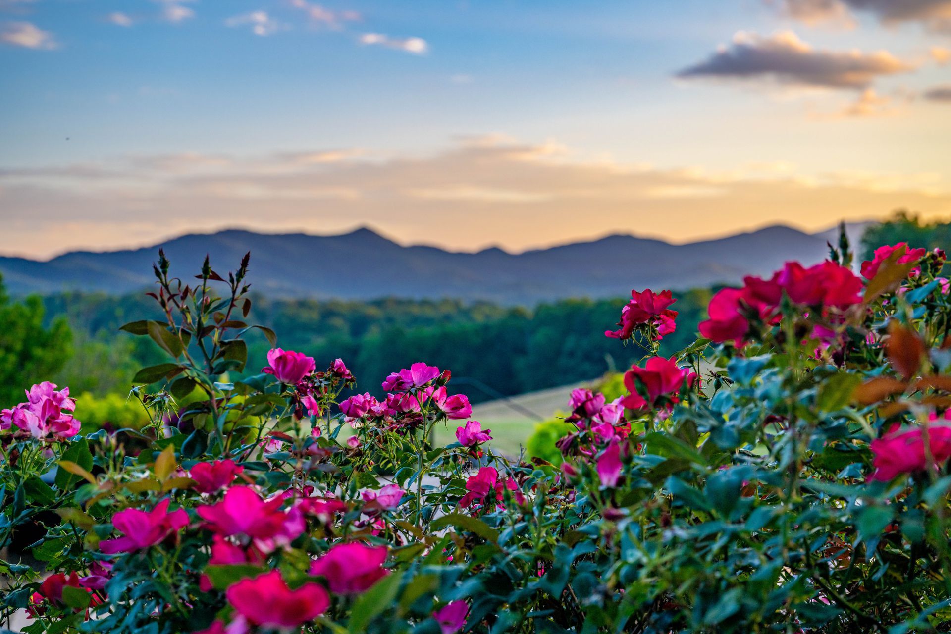 Vibrant pink flowers in the foreground with green hills and mountains under a colorful sunset sky.