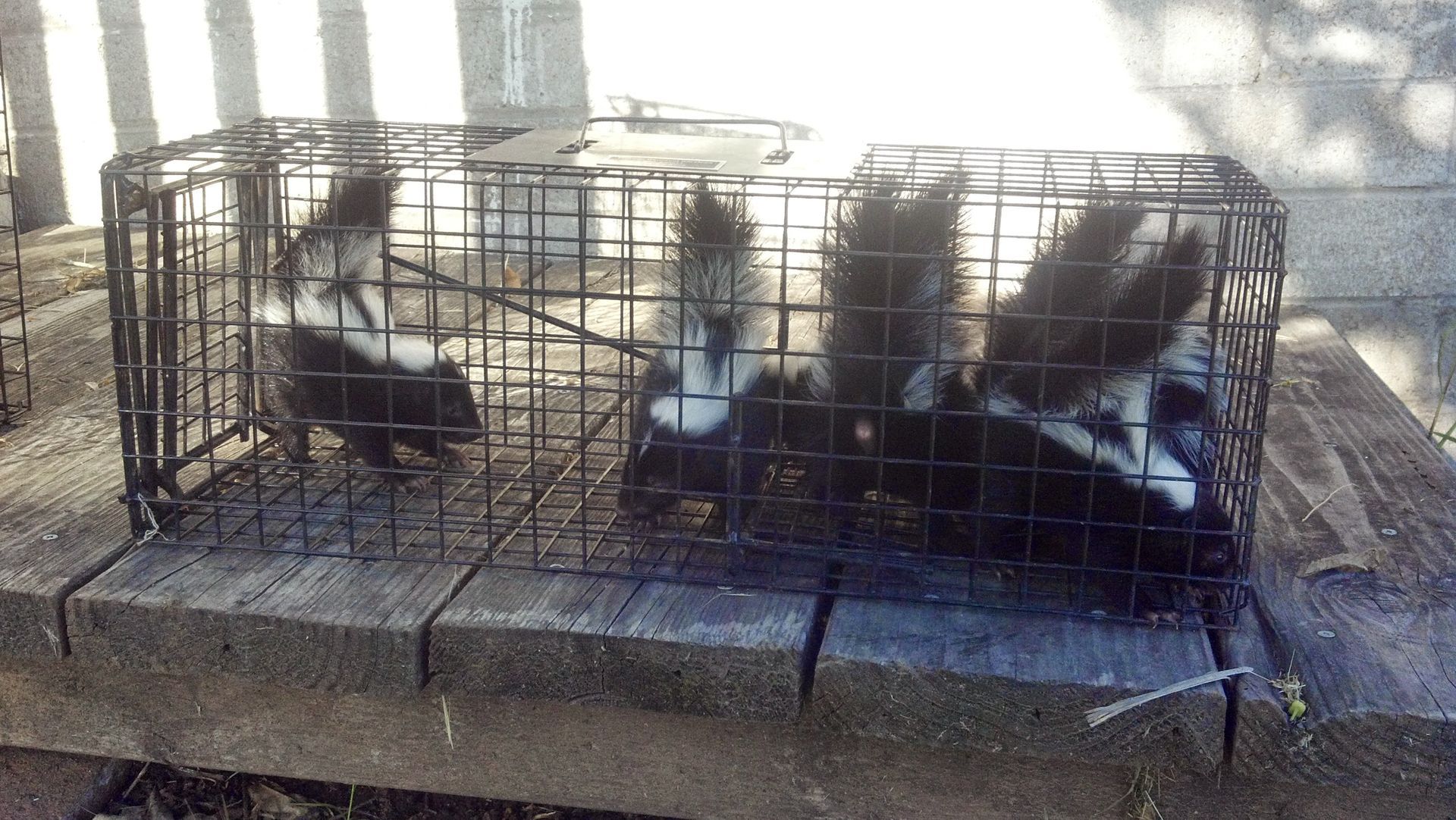 Three skunks are sitting in a wire cage.