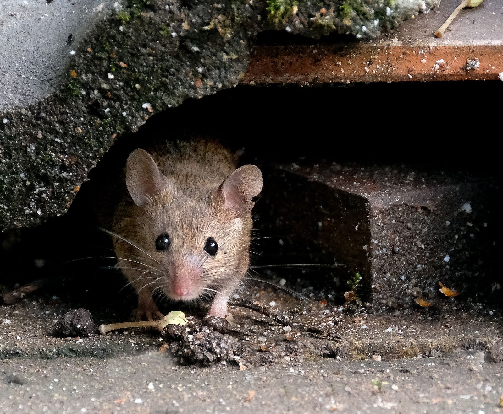 A mouse is looking out of a hole in the ground