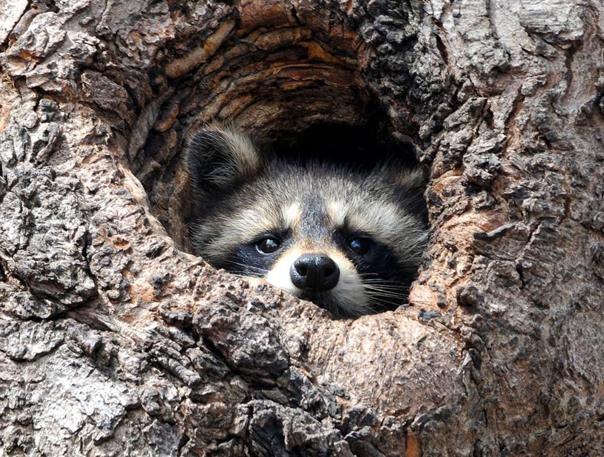 A raccoon is sticking its head out of a hole in a tree.