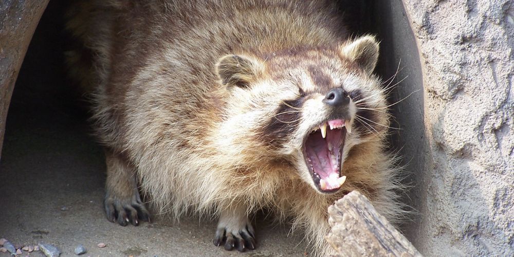 Are Raccoons Dangerous? | Risks, Behavior, & Prevention Tips