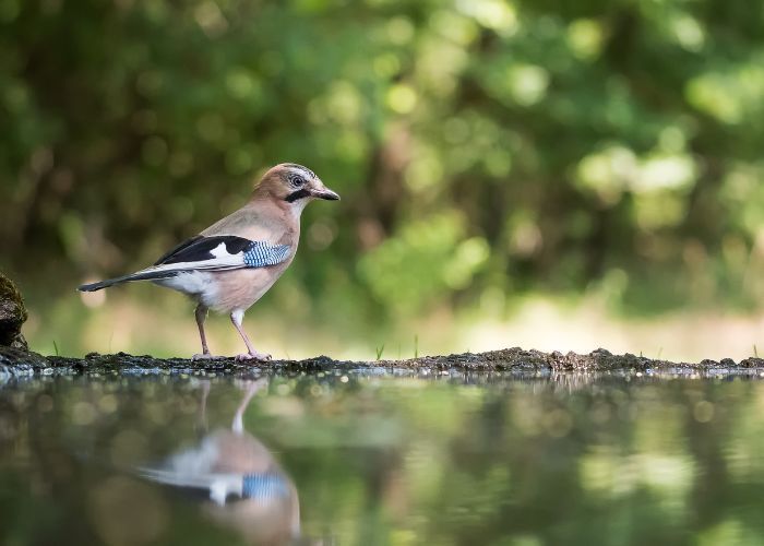 Bird Control in willdomar