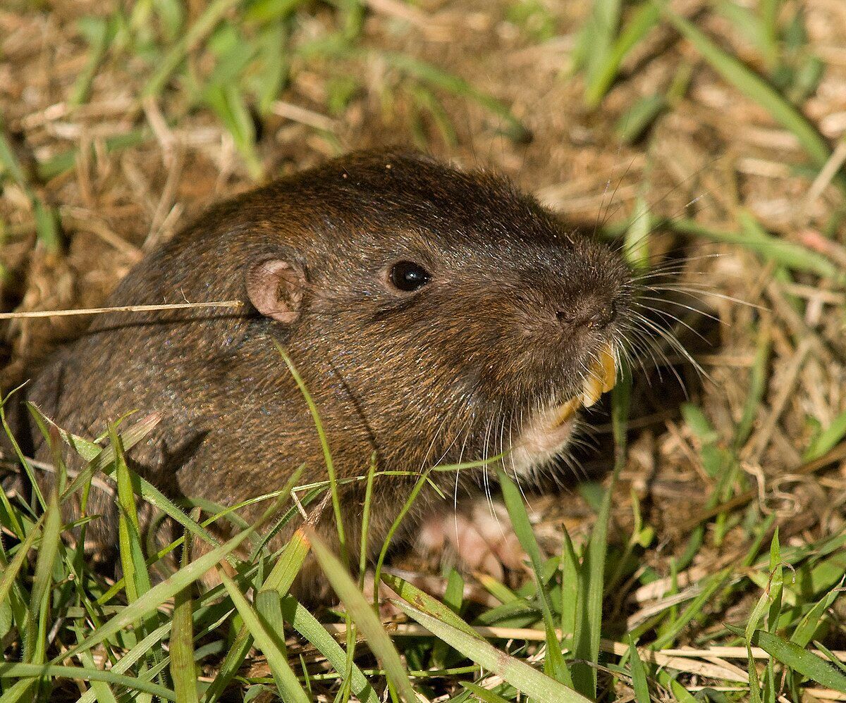A small brown rat is eating grass in the grass.