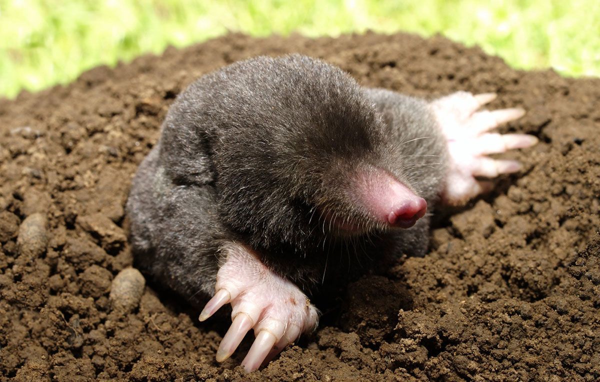 A small mole is crawling out of a hole in the ground.
