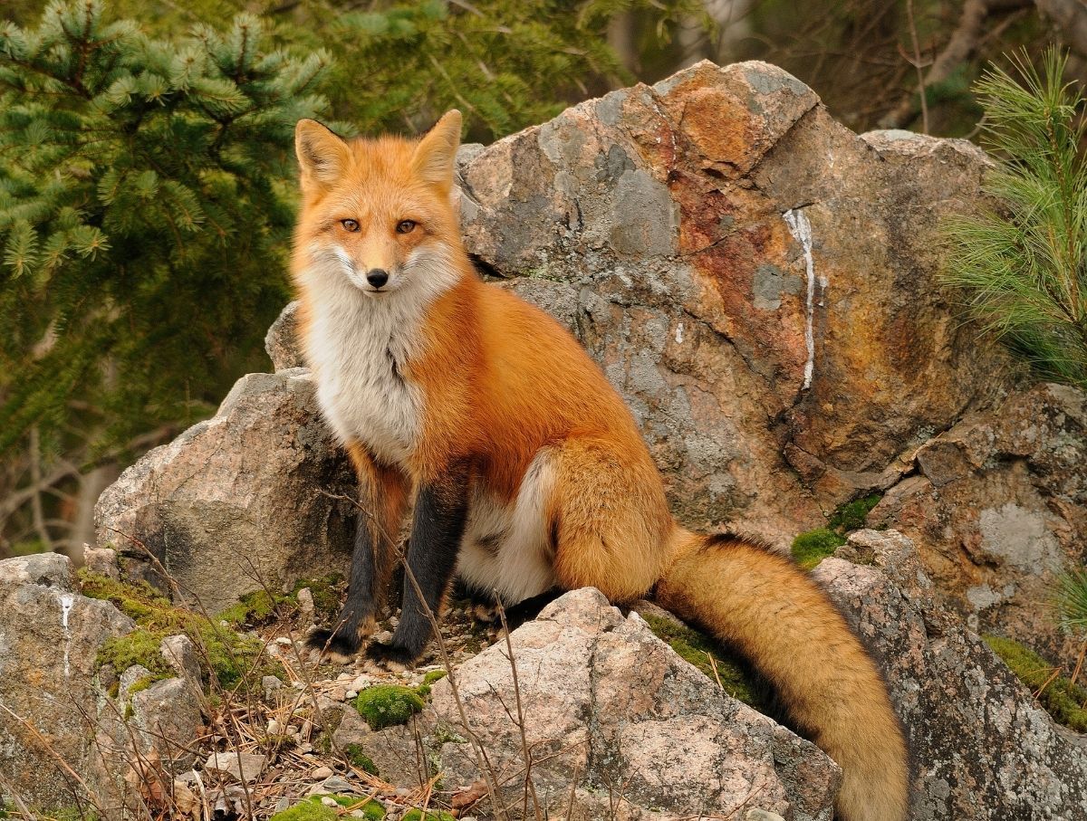 Fox Removal and Control Service