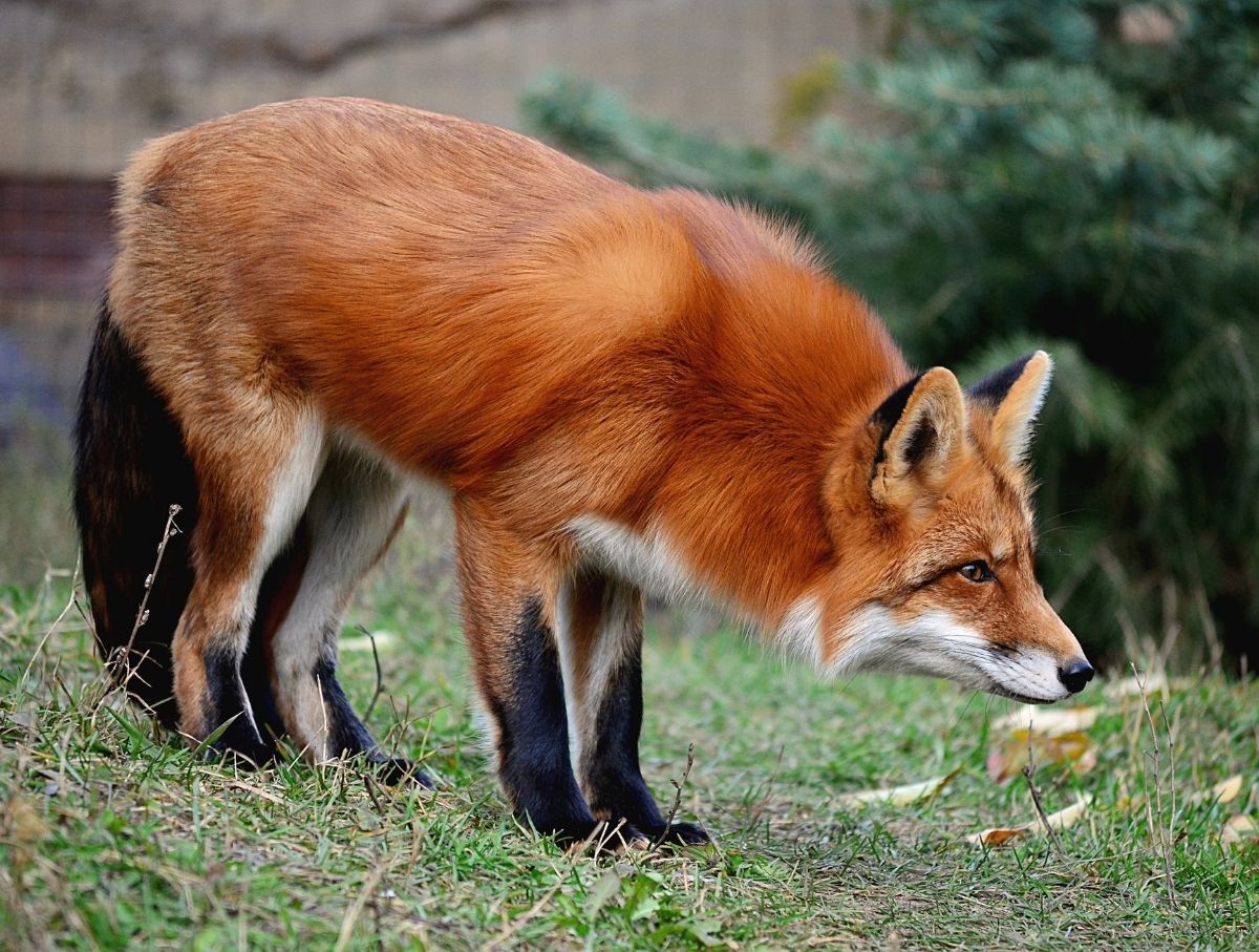 Fox Searching for Food