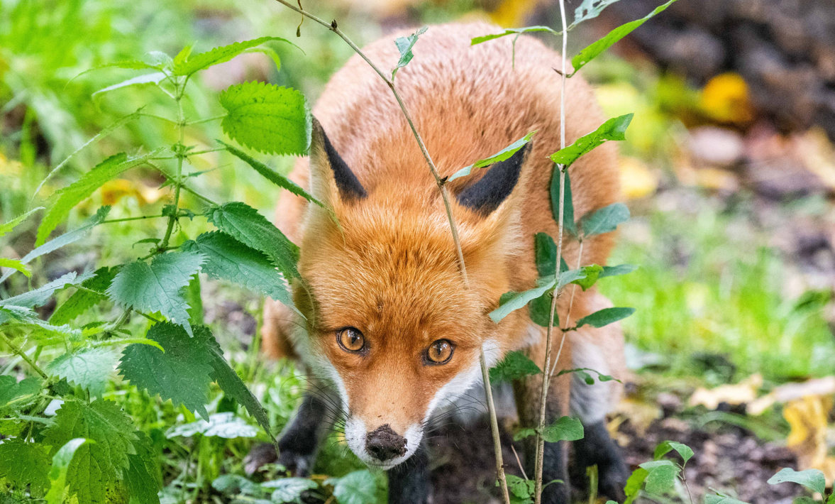 A red fox is standing in the grass looking at the camera.