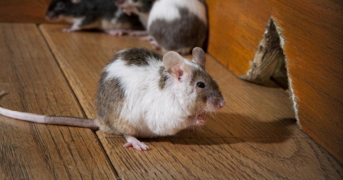 How to Get Rid of Mice in The House