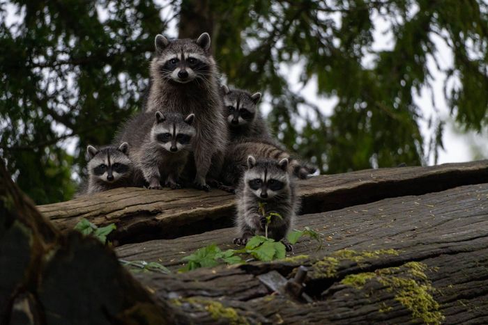 A group of raccoons are sitting on top of a tree trunk.