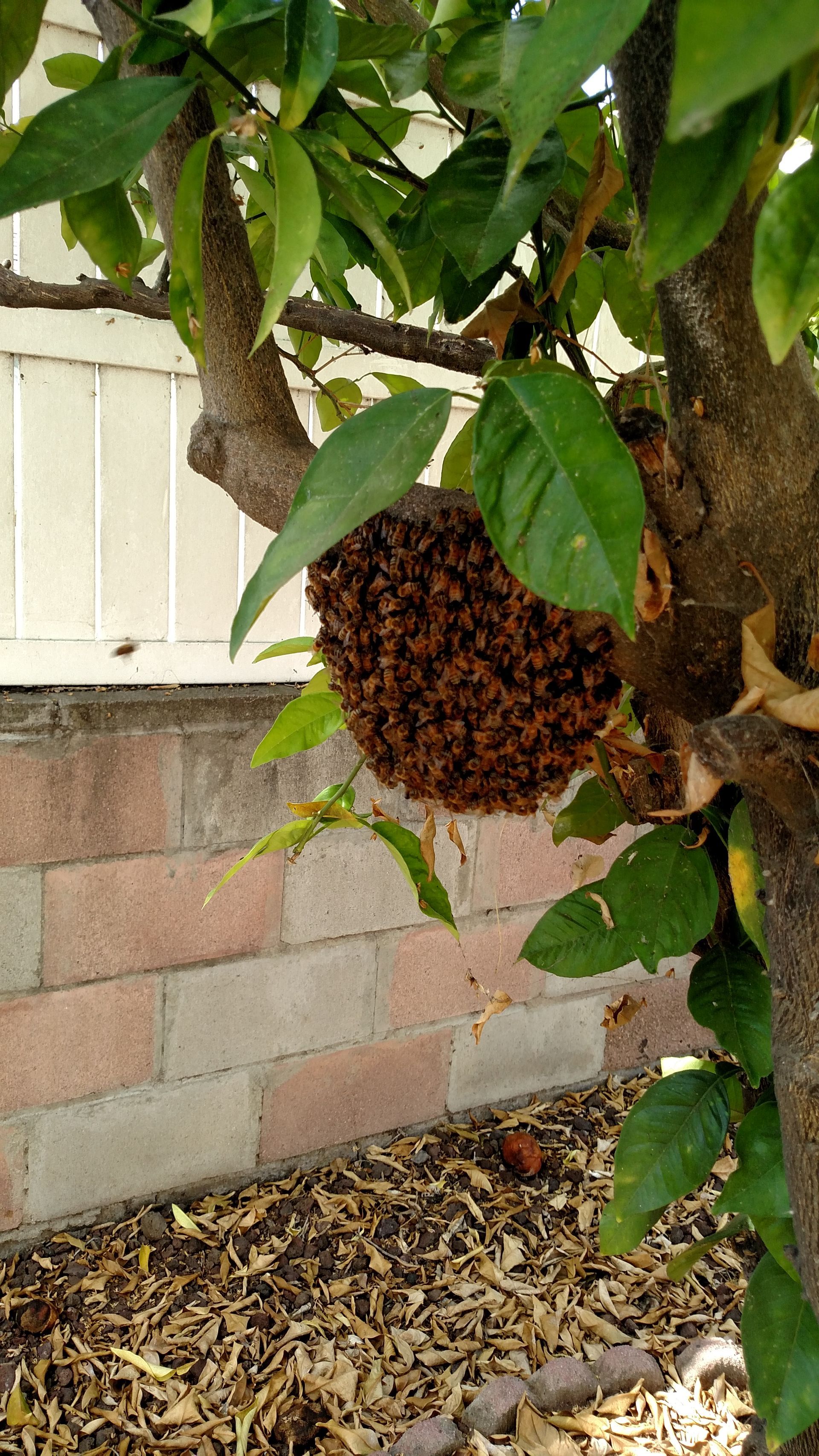 A large beehive is hanging from a tree branch.
