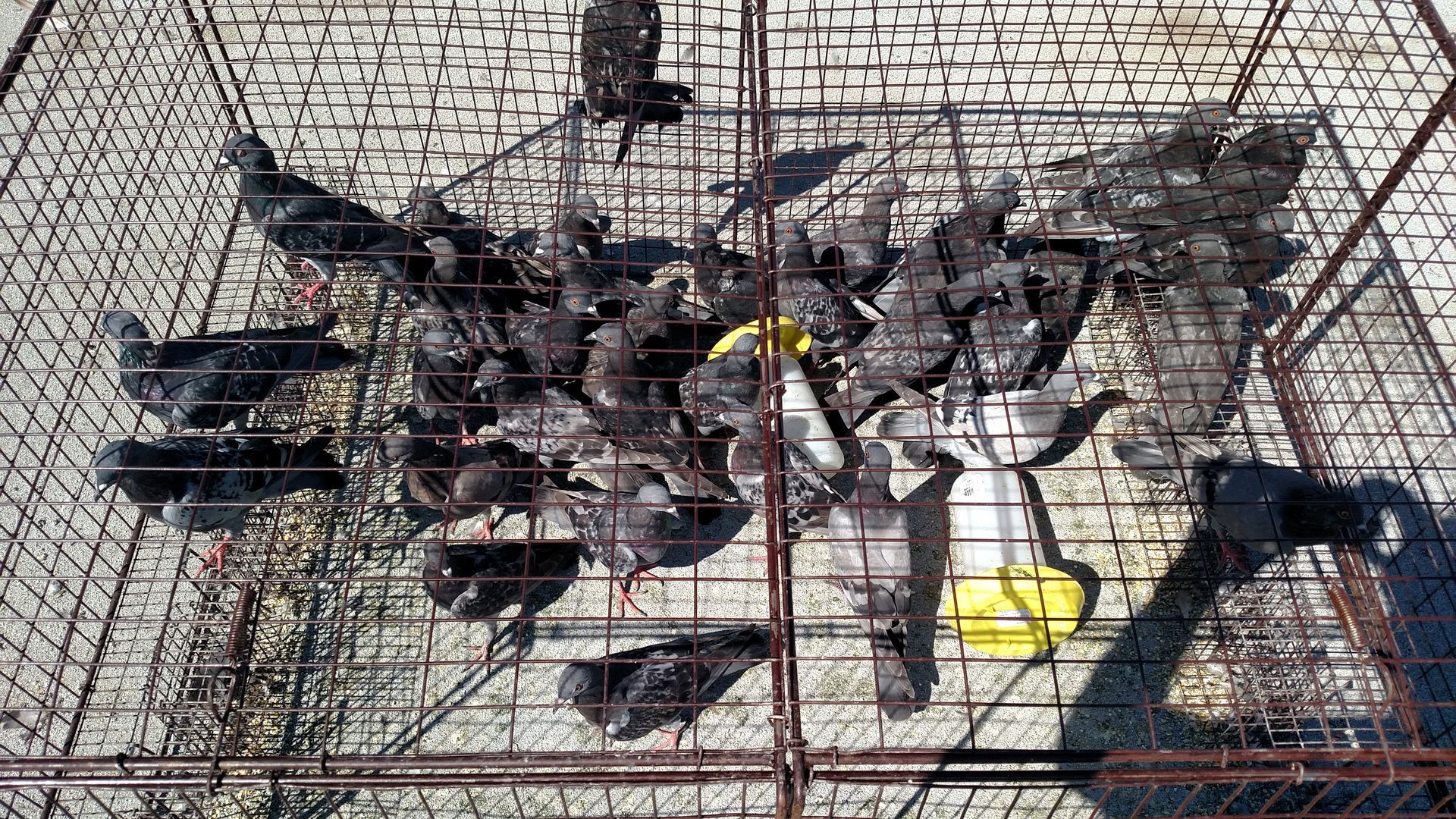 A bunch of pigeons are sitting in a cage.