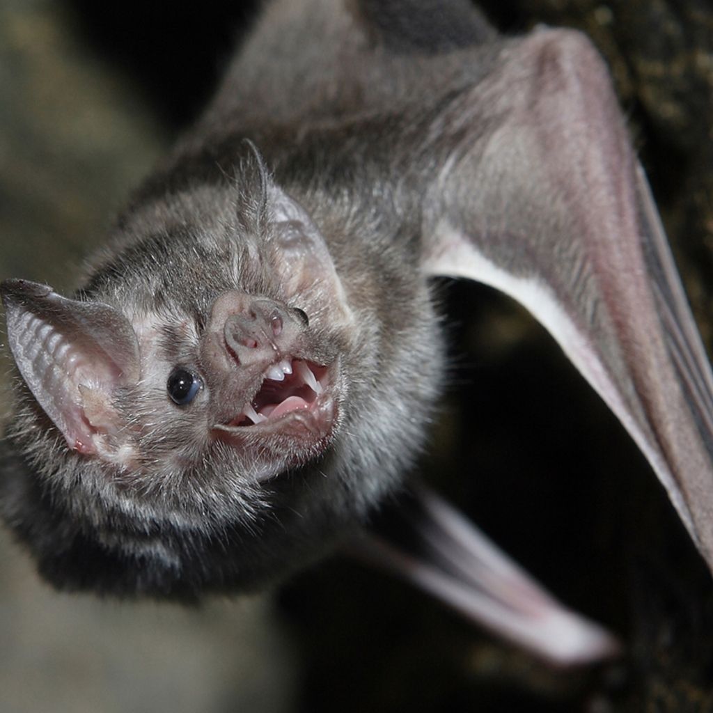 A close up of a bat with its mouth open