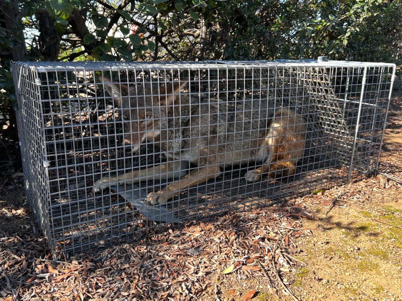 A coyote is laying in a wire cage.