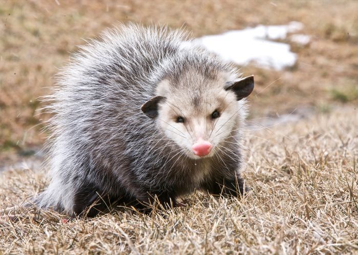 Opossum Control in Wildomar