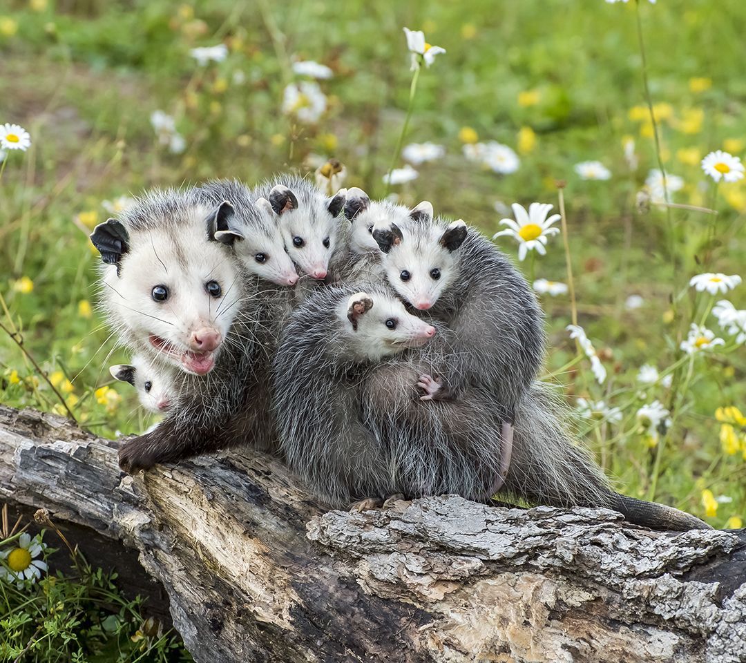 A group of opossums are sitting on top of a log.