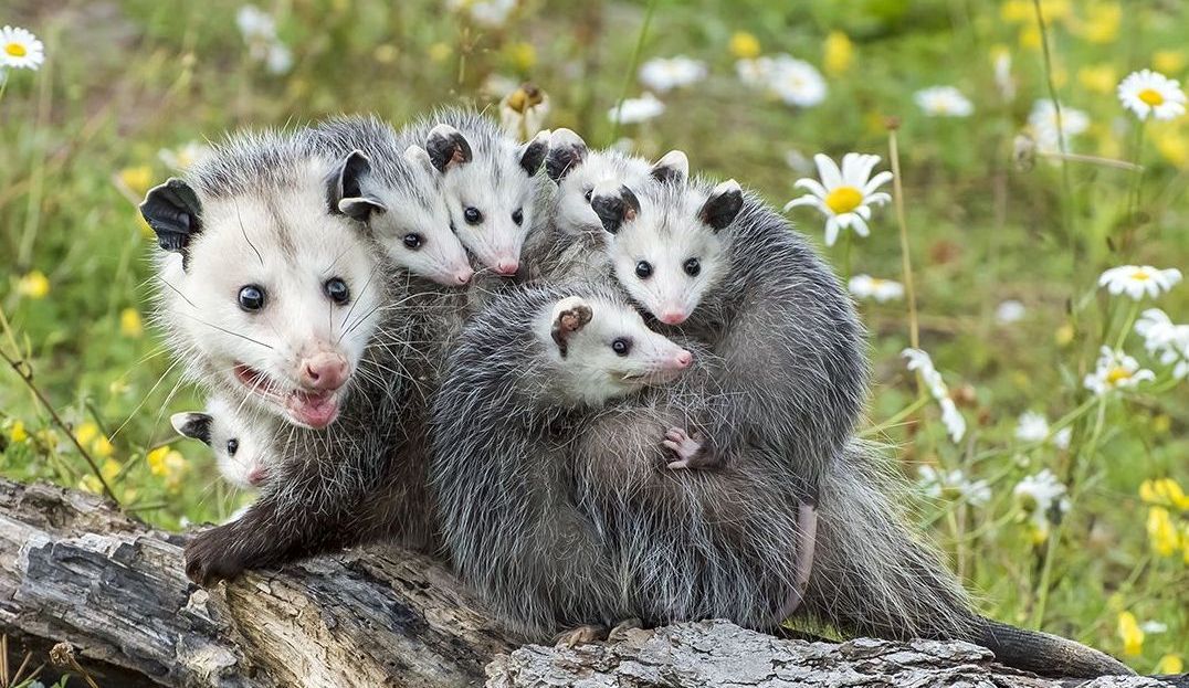 A family of opossums sitting on top of a log in a field of daisies.