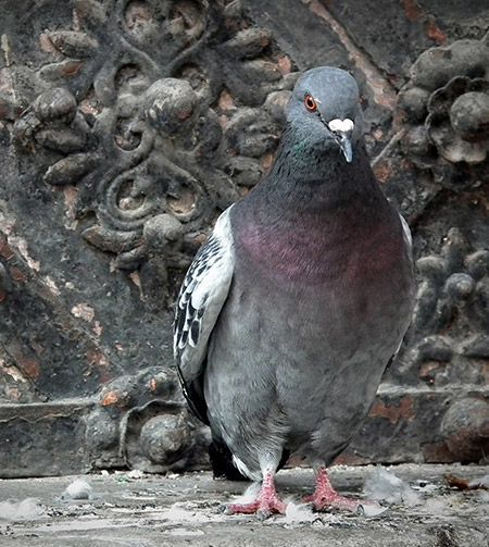 A pigeon is standing in front of a stone wall