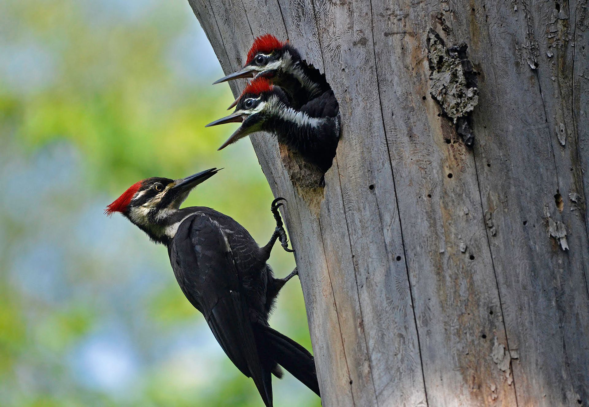 A couple of woodpeckers sitting on a tree trunk