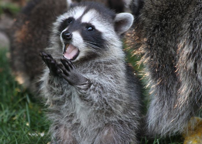 Raccoon Removal in Wildomar