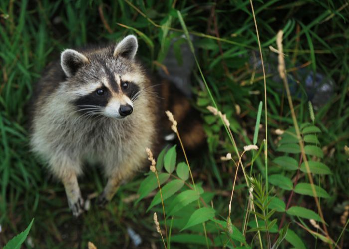 A raccoon is sticking its head out of a hole in a tree.