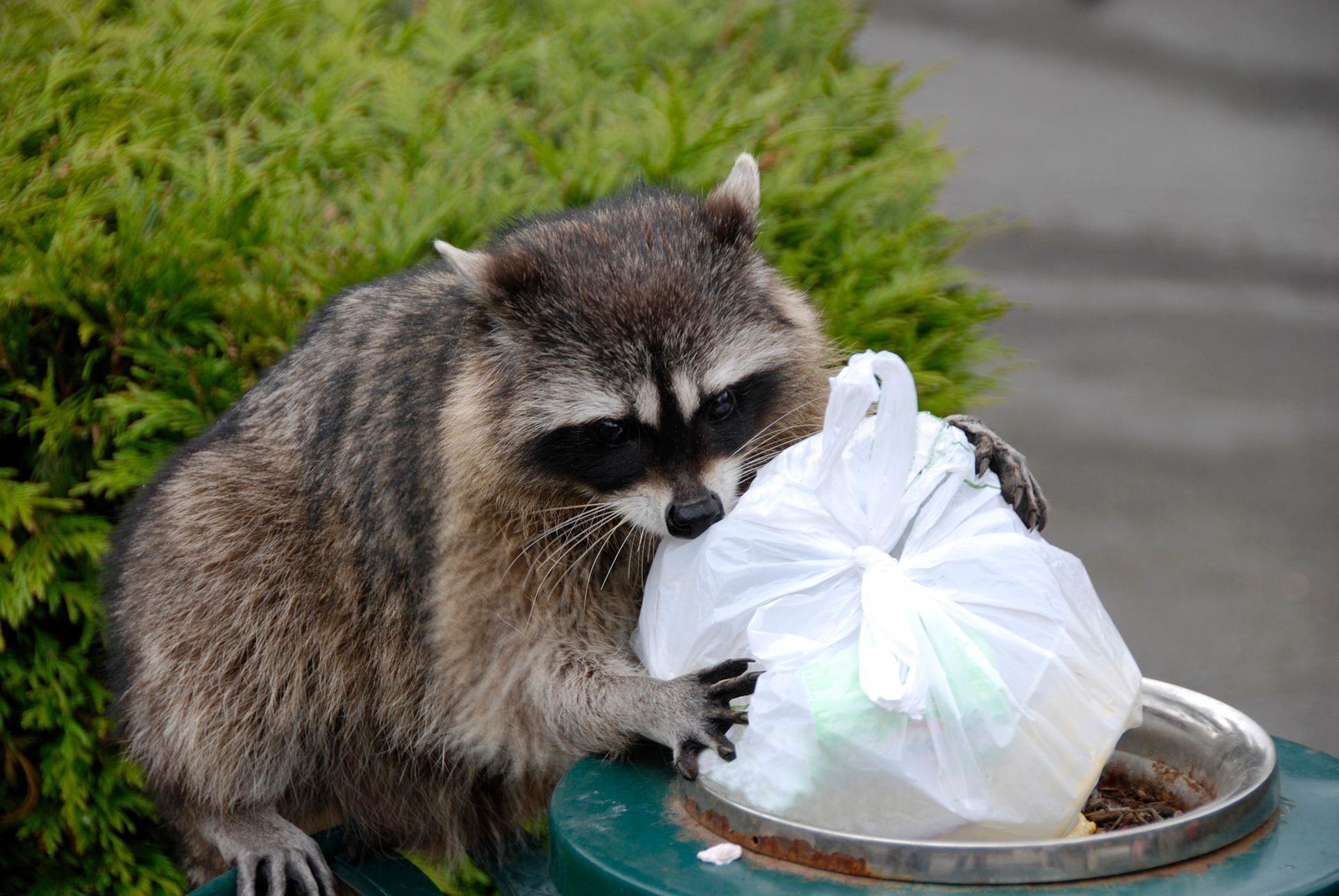 A raccoon is eating a plastic bag from a trash can.
