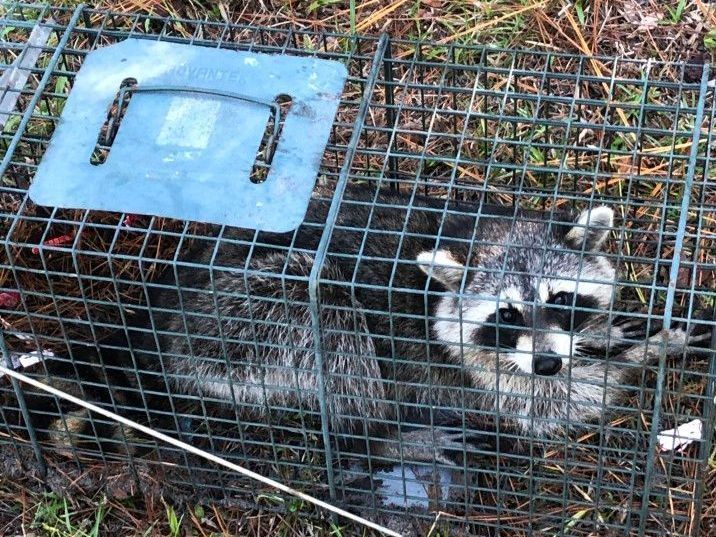 A raccoon is laying in a cage on the ground.