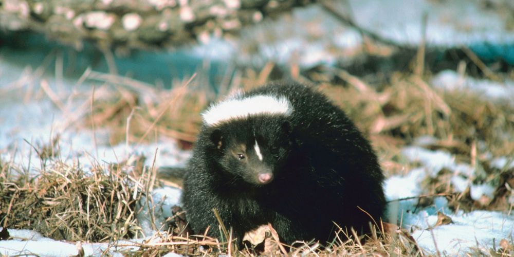 Identifying Skunks: Signs, Behavior, and Habits