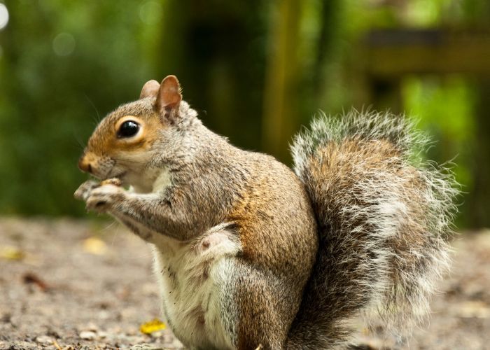 Squirrel Removal in Wildomar